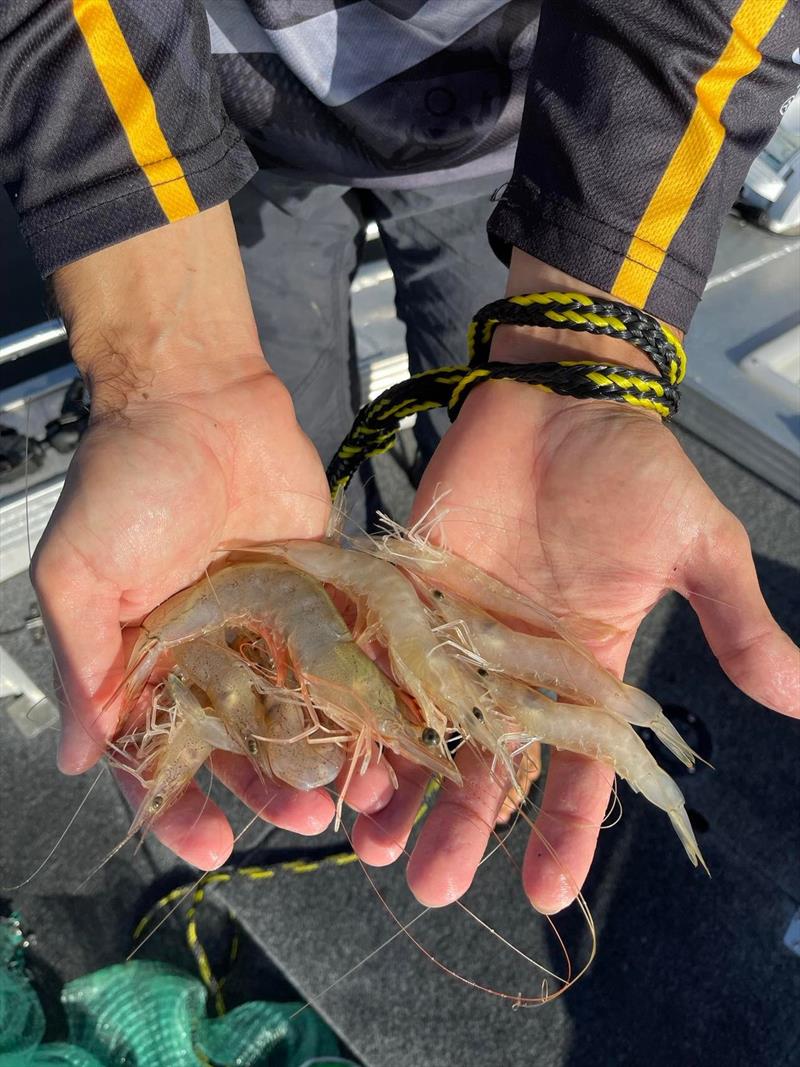 The average size of prawn at the moment is still relatively small, give it a few weeks and we should be in for a treat - photo © Fisho's Tackle World