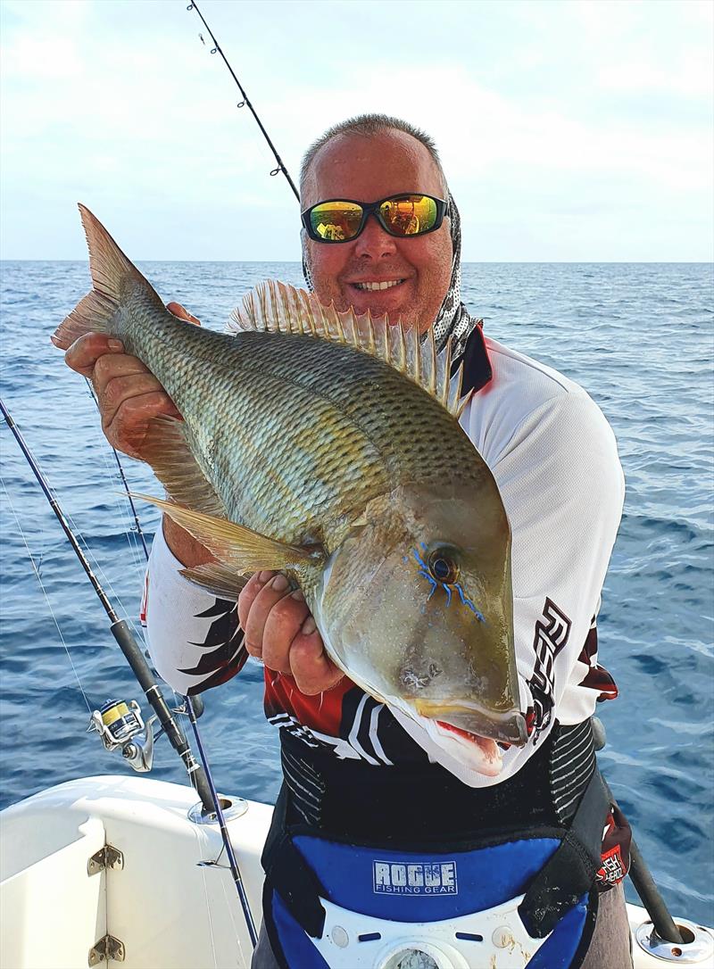 Grassies are plentiful at the moment and can be targeted on fresh baits and soft plastics - photo © Fisho's Tackle World