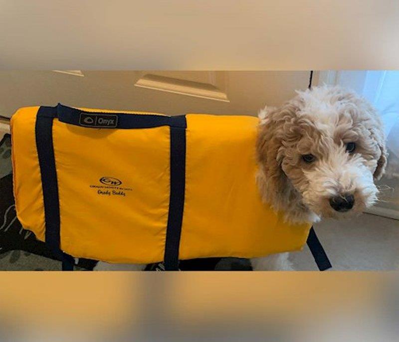 The Felicis' new puppy, Grady, is growing into and getting used to being in his life preserver in preparation for his introduction into boating photo copyright Grady-White taken at 
