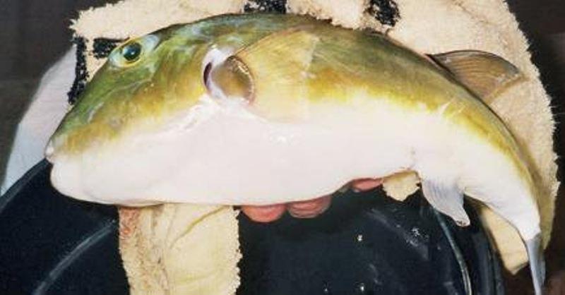 Green toadfish - can reach sizes in excess of 2kg. Keep your tackle away from them - photo © Fisho's Tackle World