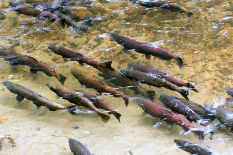 Chinook salmon spawn. - photo © NOAA Fisheries
