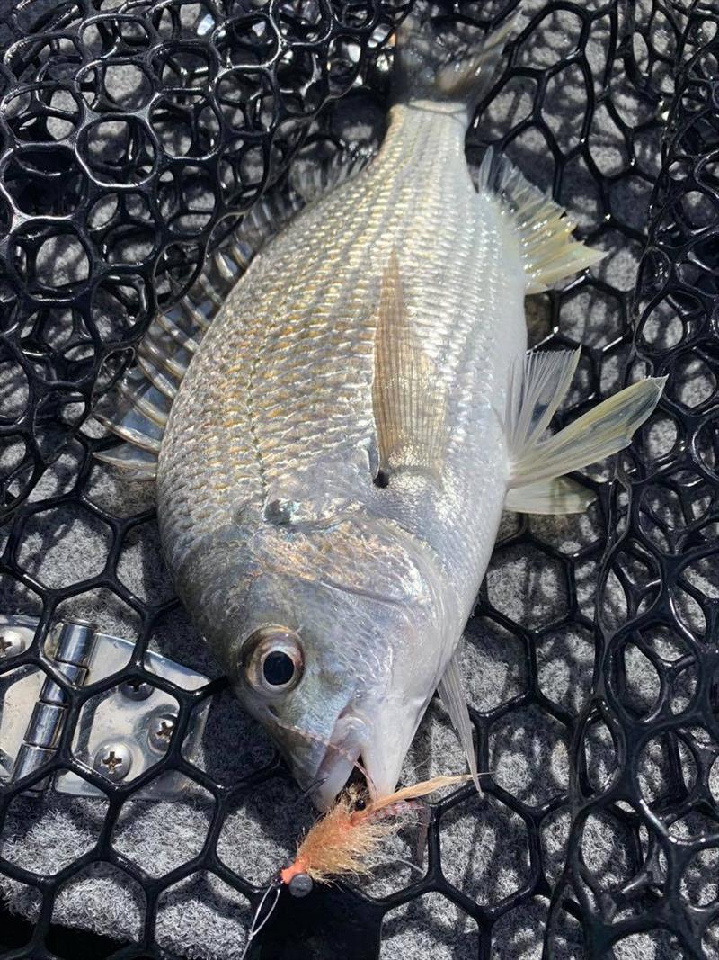 Bream are also a great target on fly and love a shrimp pattern. - photo © Fisho's Tackle World