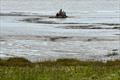 Messing about in the mud (rescue training at Portishead) © Nigel Barrow