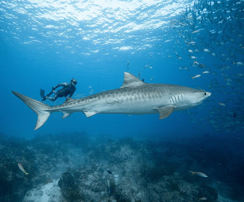 Daniel Roesner - underwater photo copyright Lennart Rossenfeld taken at 