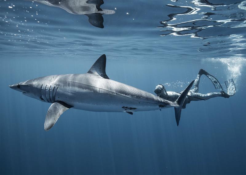 Swimming with a Mako Shark - photo © Dr Riley Elliott