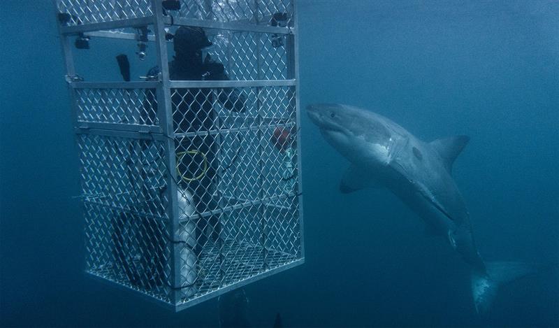 Cage diving with a Great White photo copyright Dr Riley Elliott taken at 