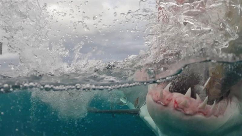 A Great White takes a bite.. - photo © Dr Riley Elliott