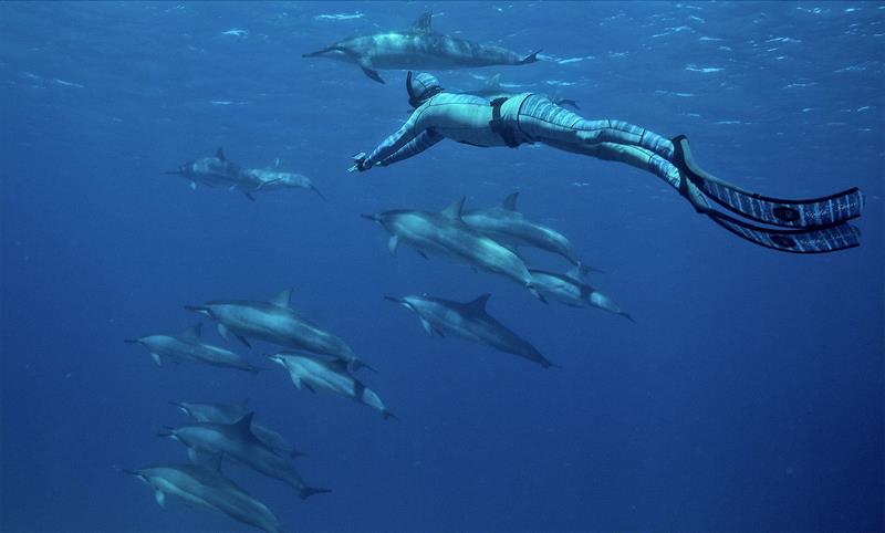 Swimming with Dolphins - photo © Dr Riley Elliott