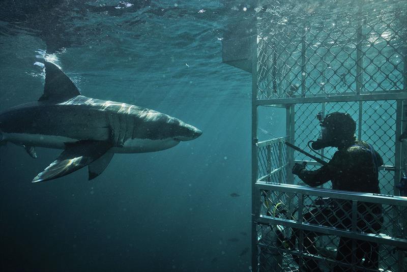 Cage diving with a Great White photo copyright Dr Riley Elliott taken at 