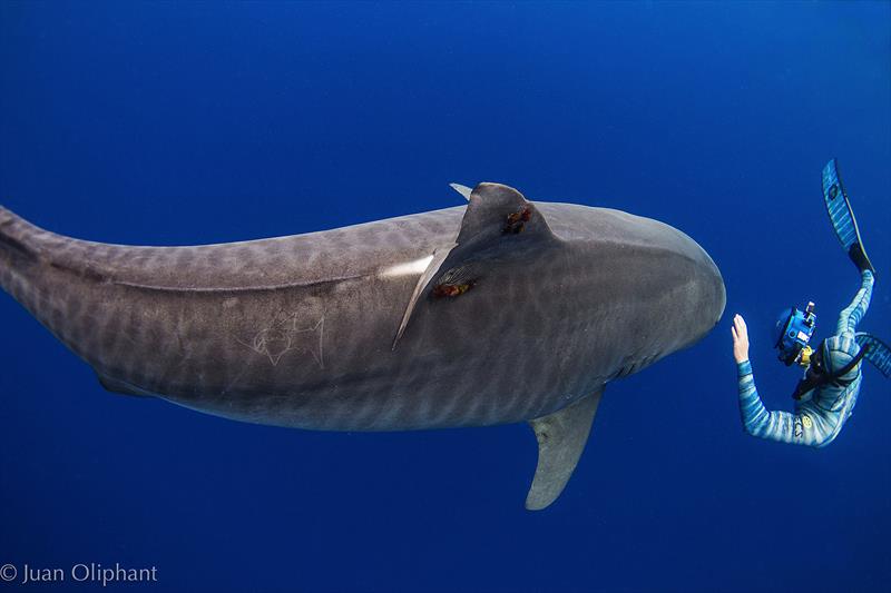 Swimming with a Tiger Shark photo copyright Juan Oliphant taken at 