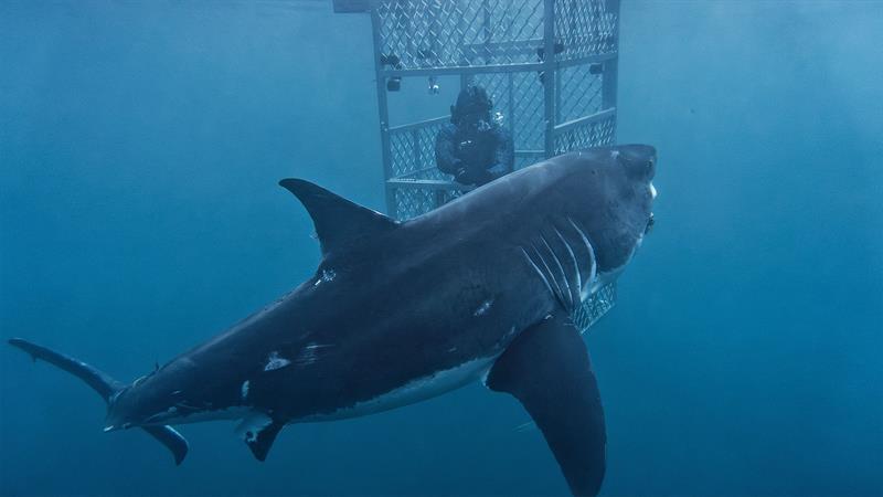 Cage diving with a Great White - photo © Dr Riley Elliott