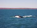 A whale off Red Bluff, in Western Australia © The Wooden Boatshop