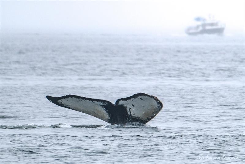Humpback Streetlamp, male, SEAK-2010 - 2025 Flotilla to Alaska - photo © Laura Domela