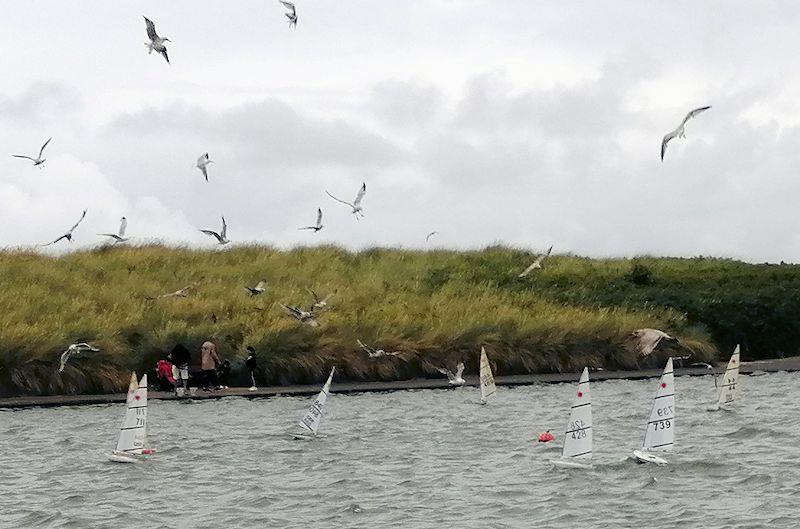 RC Lasers enjoy water returning to Fleetwood Model Yacht Club - photo © Bob Jolly