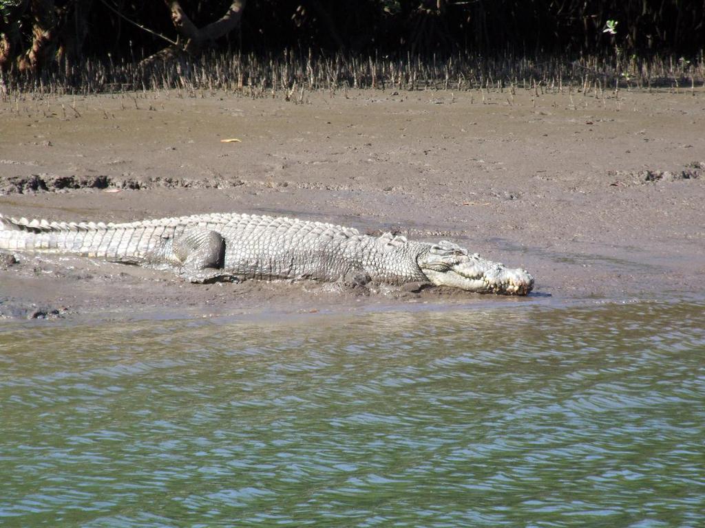 Be croc-wise.  There are plenty around Seaforth.  This one lives in Cluny. &copy; Lee Brake