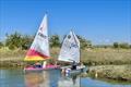 Corinthian Otters Explore Lion Creek, River Crouch © Steve Hall / Steve Kimber