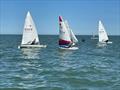 Joe Barton in his Topper during the Whitstable Yacht Club Club Championship 2025 © Steve Gray