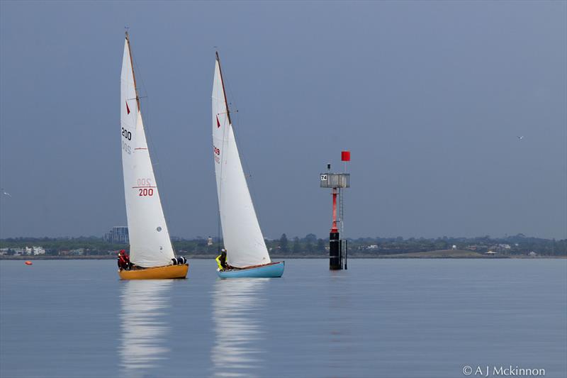 Dingo and Snow Goose make a beautiful image in the light winds - photo © A.J. McKinnon